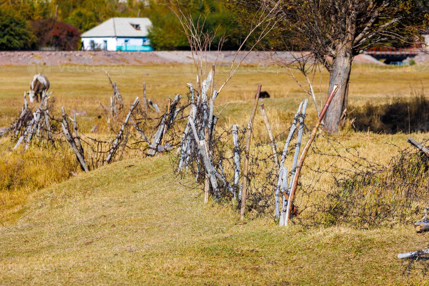 Old barbed wire fence with old sticks in a grassy meadow with a house in the background at sunny autumn day. photo