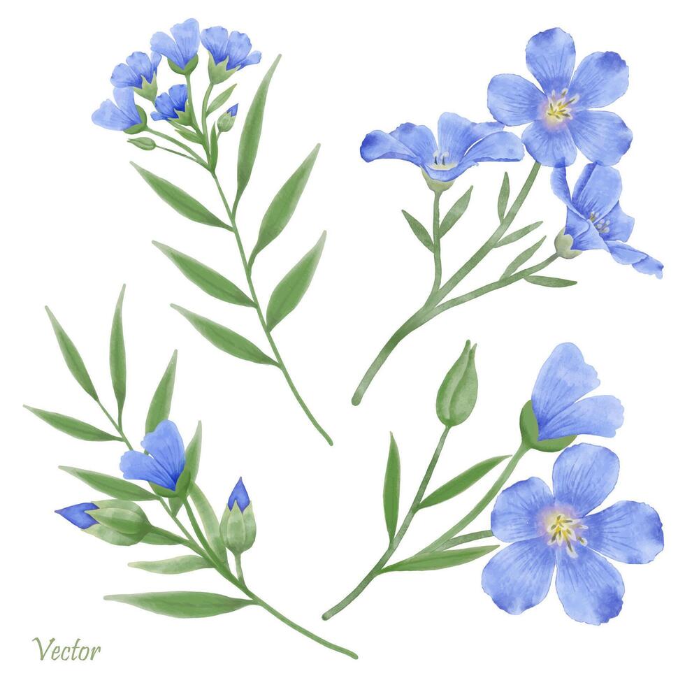 hermosa acuarela linaza flores - primavera botánico diseño vector