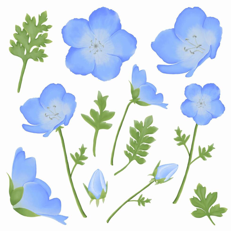 Cute Watercolor Nemophila Flowers - Baby Blue Eyes - Download Florals vector