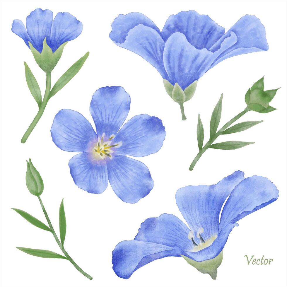 Beautiful Watercolor Flax Flowers - Spring Botanical Design vector