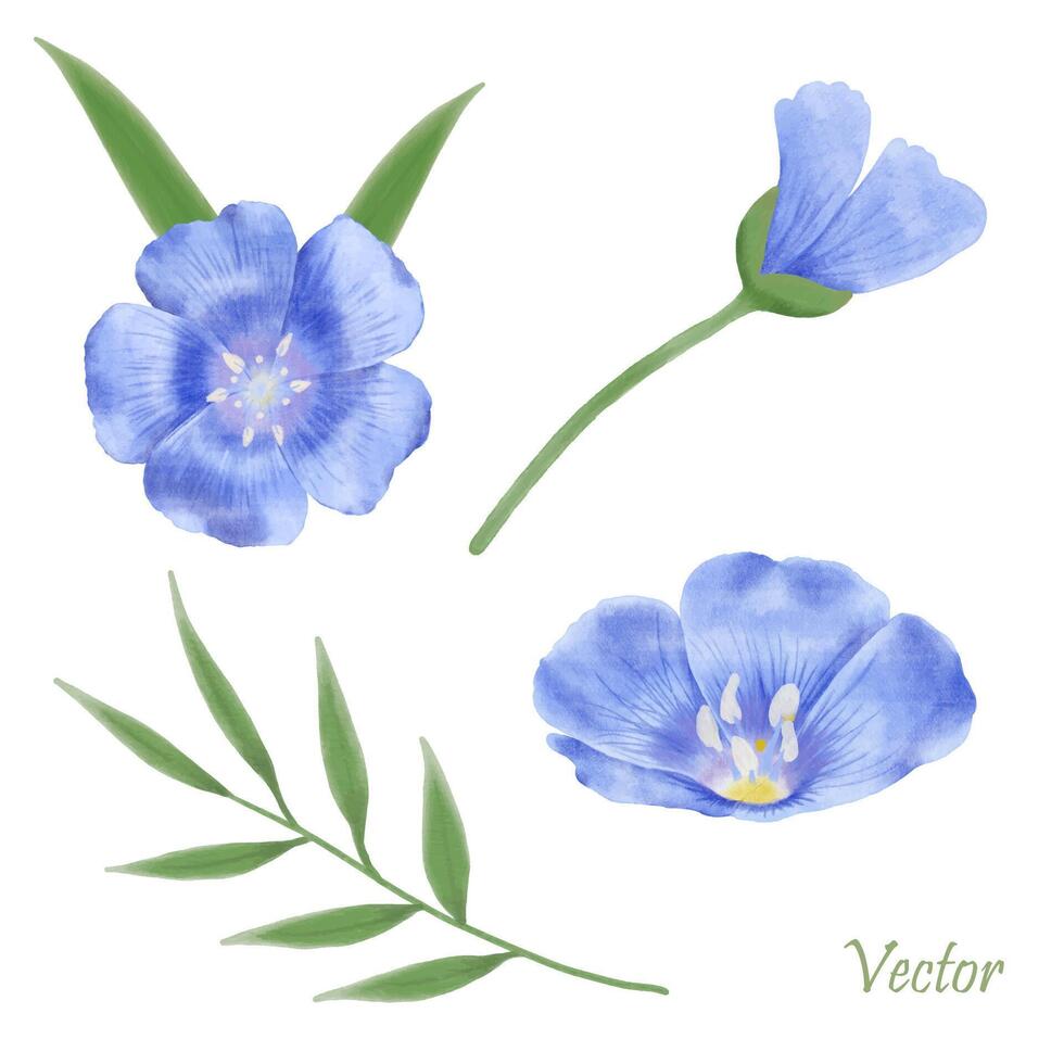 Beautiful Watercolor Flax Flowers - Spring Botanical Design vector