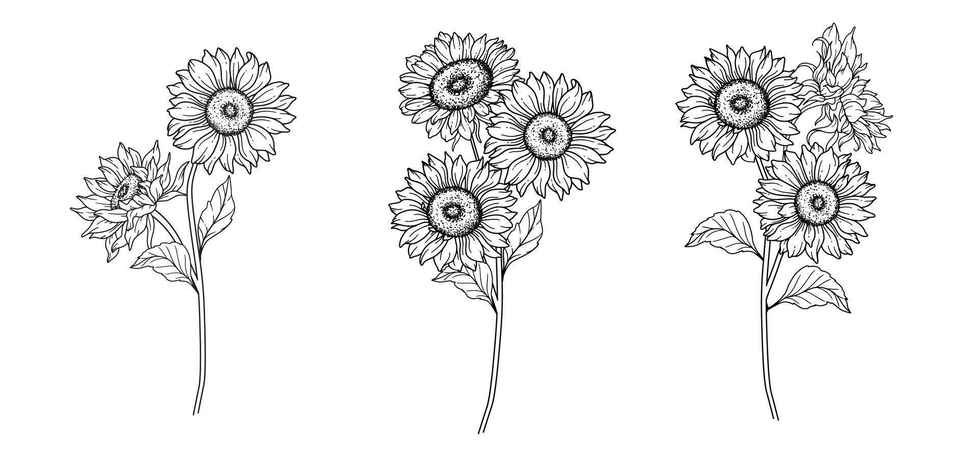 Sunflowers Line Art, Fine Line Sunflowers Hand Drawn Illustration. Fine Line Sunflowers illustration. Floral Line Art. Black and White Sunflowers Graphics vector