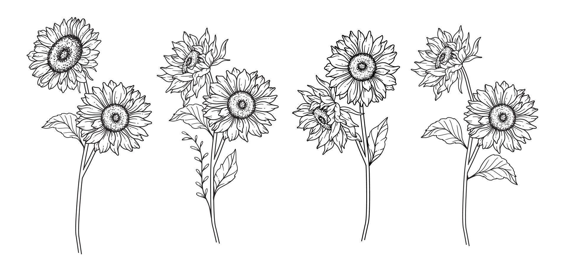 Sunflowers Line Art, Fine Line Sunflowers Hand Drawn Illustration. Fine Line Sunflowers illustration. Floral Line Art. Black and White Sunflowers Graphics vector