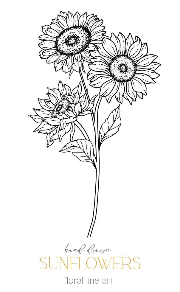 Sunflowers Line Art, Fine Line Sunflowers Hand Drawn Illustration. Fine Line Sunflowers illustration. Floral Line Art. Black and White Sunflowers Graphics vector