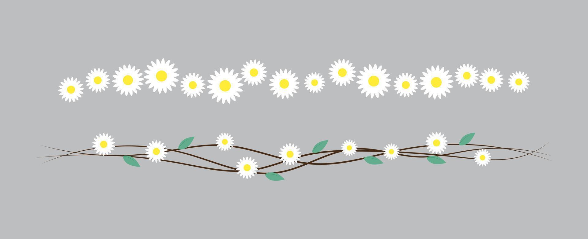 Beautiful daisy flowers, branch of daisies border divider elements isolated on gray background. illustration vector