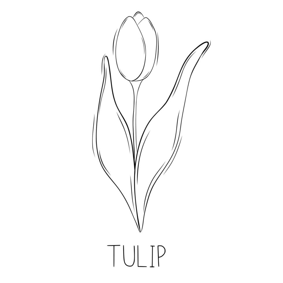 Sketch illustration of tulip flower in doodle style. Botanical medicinal herbs. A trendy rustic plant. vector