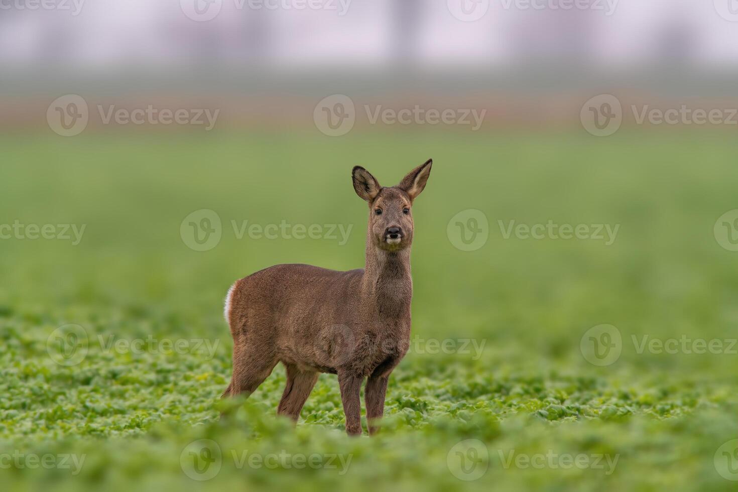 one beautiful doe doe standing on a green field in spring photo