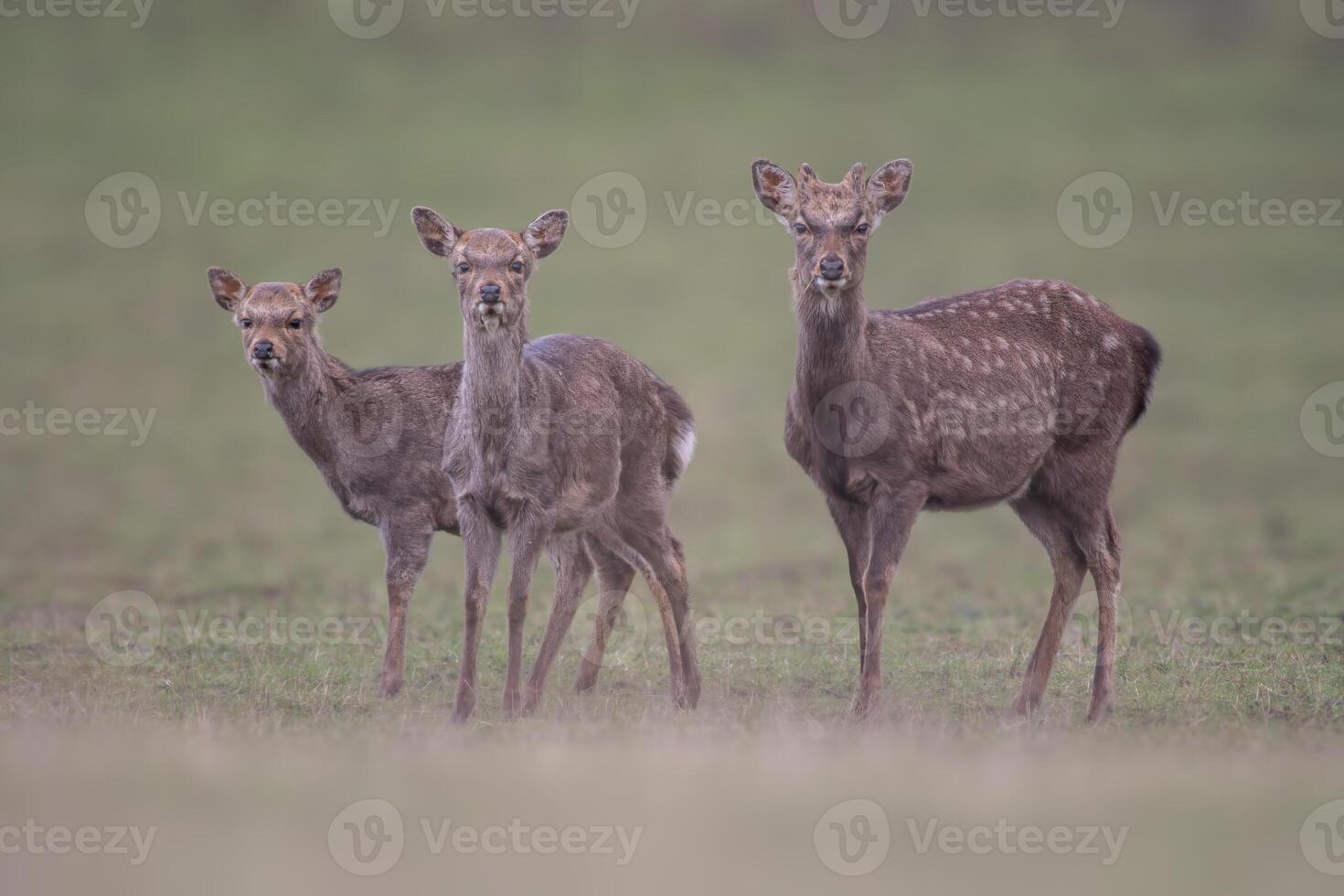 3 young red deer does stand in a meadow photo