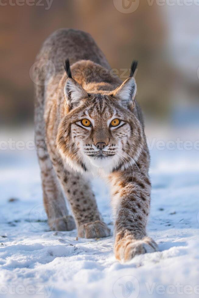 1 handsome lynx in snowy winter forest photo