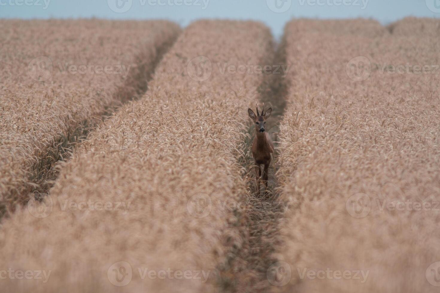 one young roebuck looking out of a wheat field in summer photo