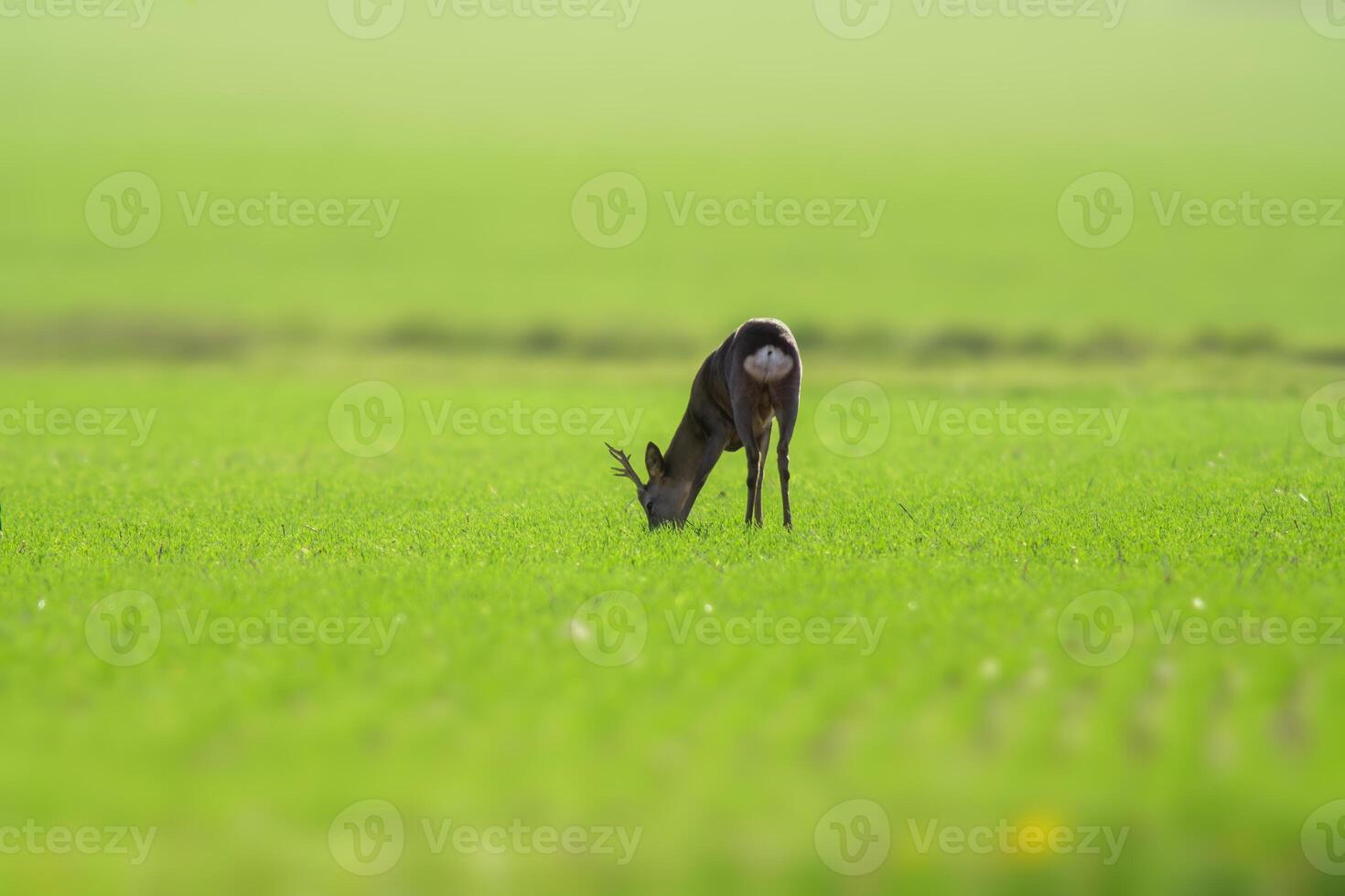 one young roebuck stands on a green field in spring photo