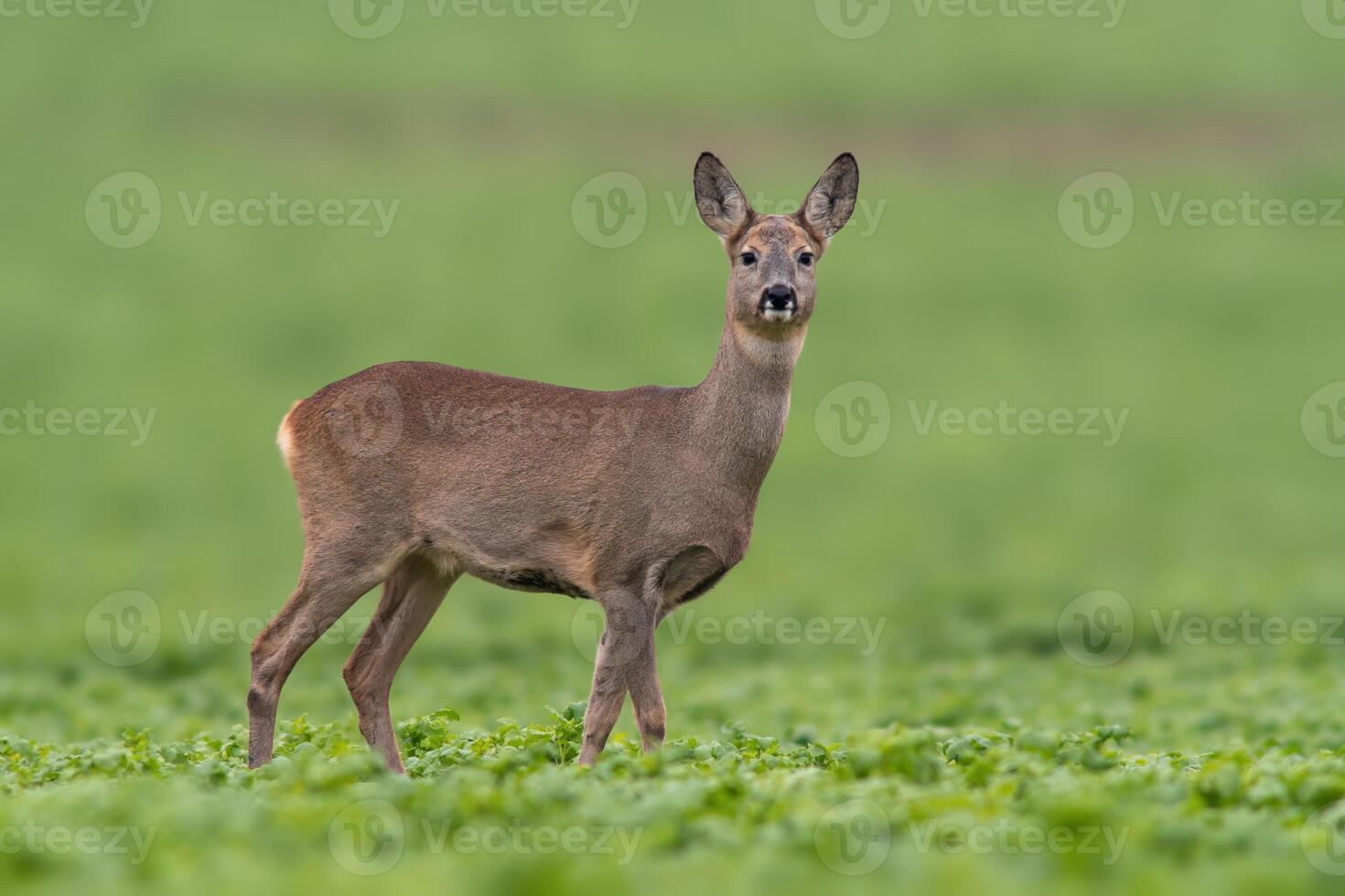 one beautiful doe doe standing on a green field in spring photo