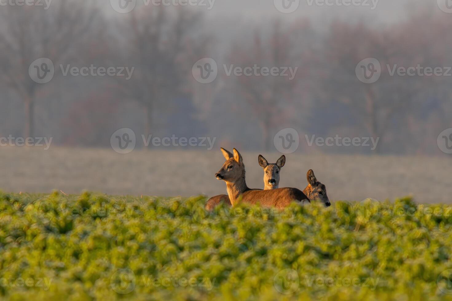 a group of deer in a field in spring photo