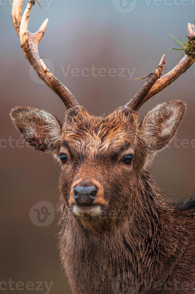 one portrait of a pretty red deer buck photo