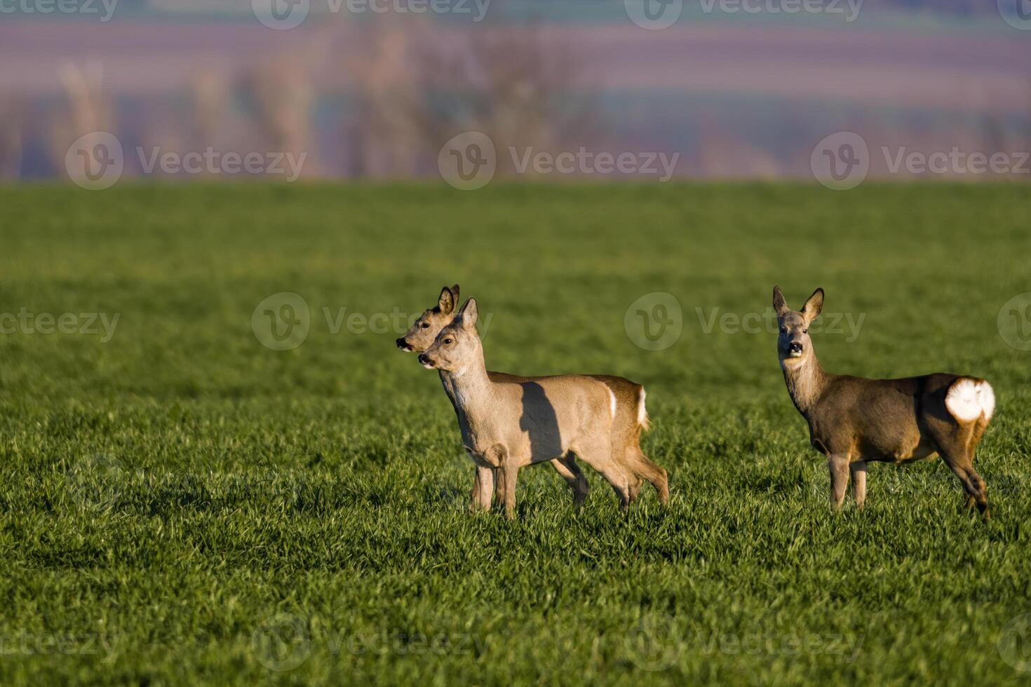 a group of deer in a field in spring photo