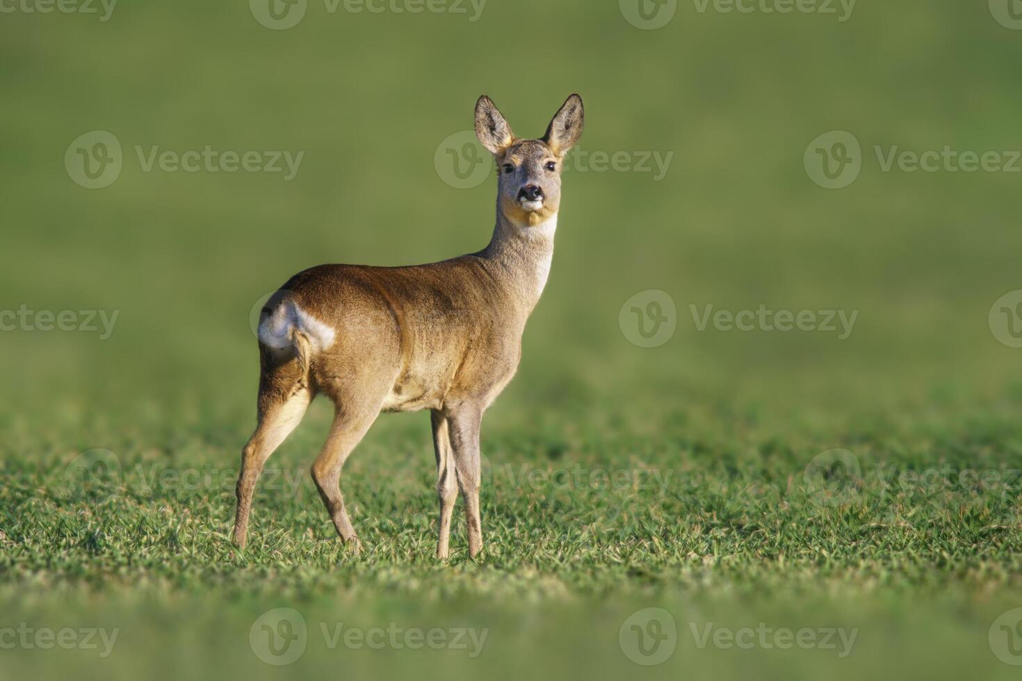 one beautiful doe doe standing on a green field in spring photo