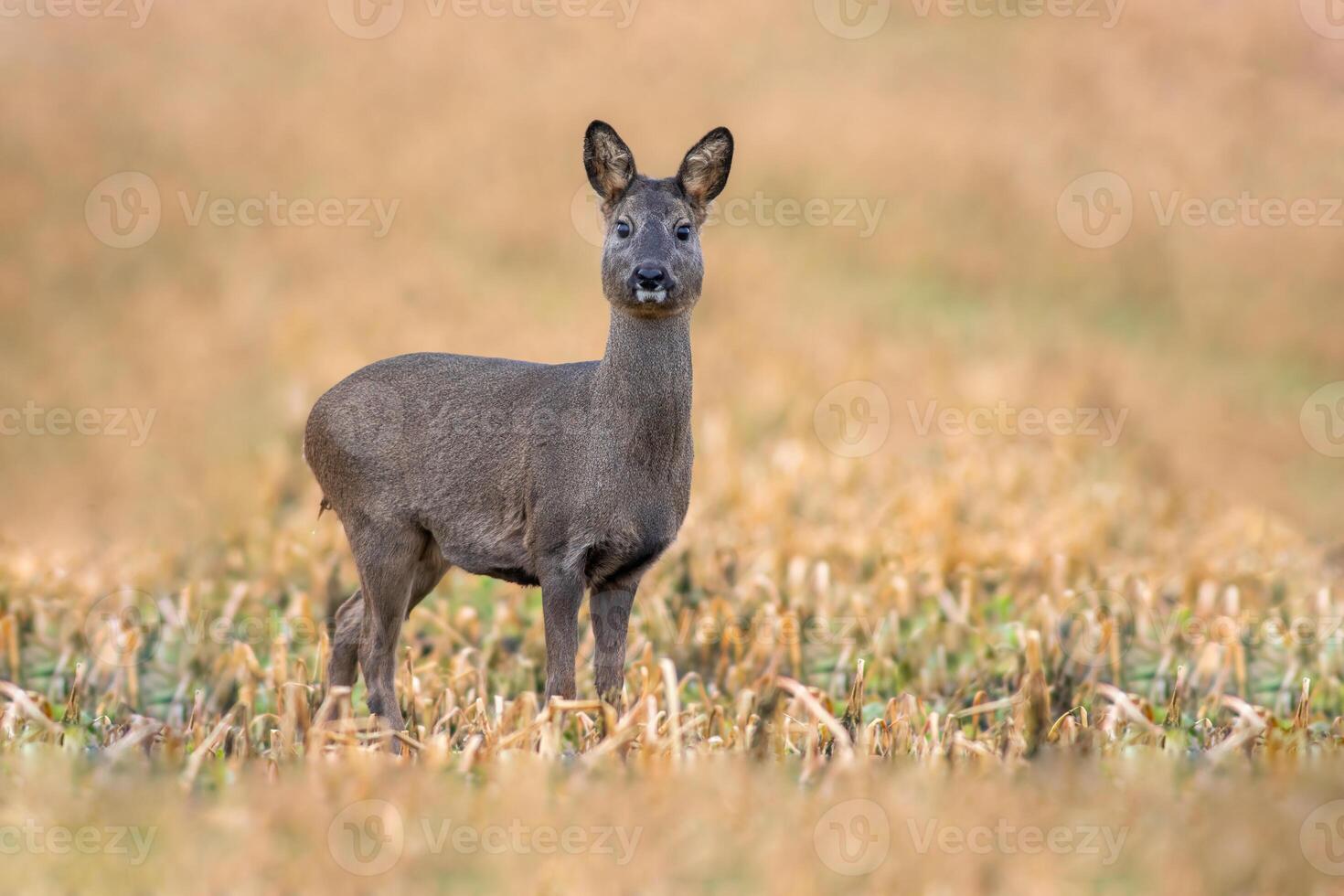 one beautiful deer doe standing on a harvested field in autumn photo