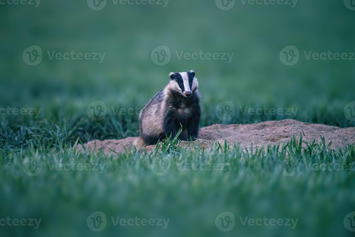 tejón se sienta a sus madriguera en un trigo campo a oscuridad foto