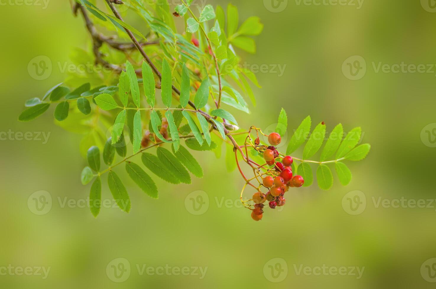 branch of a mountain ash with rowan berries photo