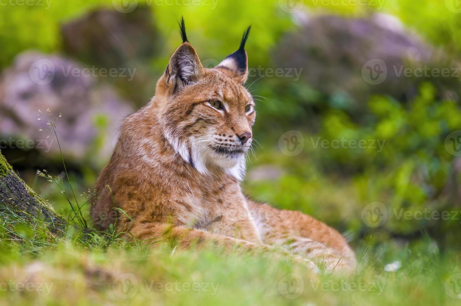 a wild lynx is hiding in the forest photo