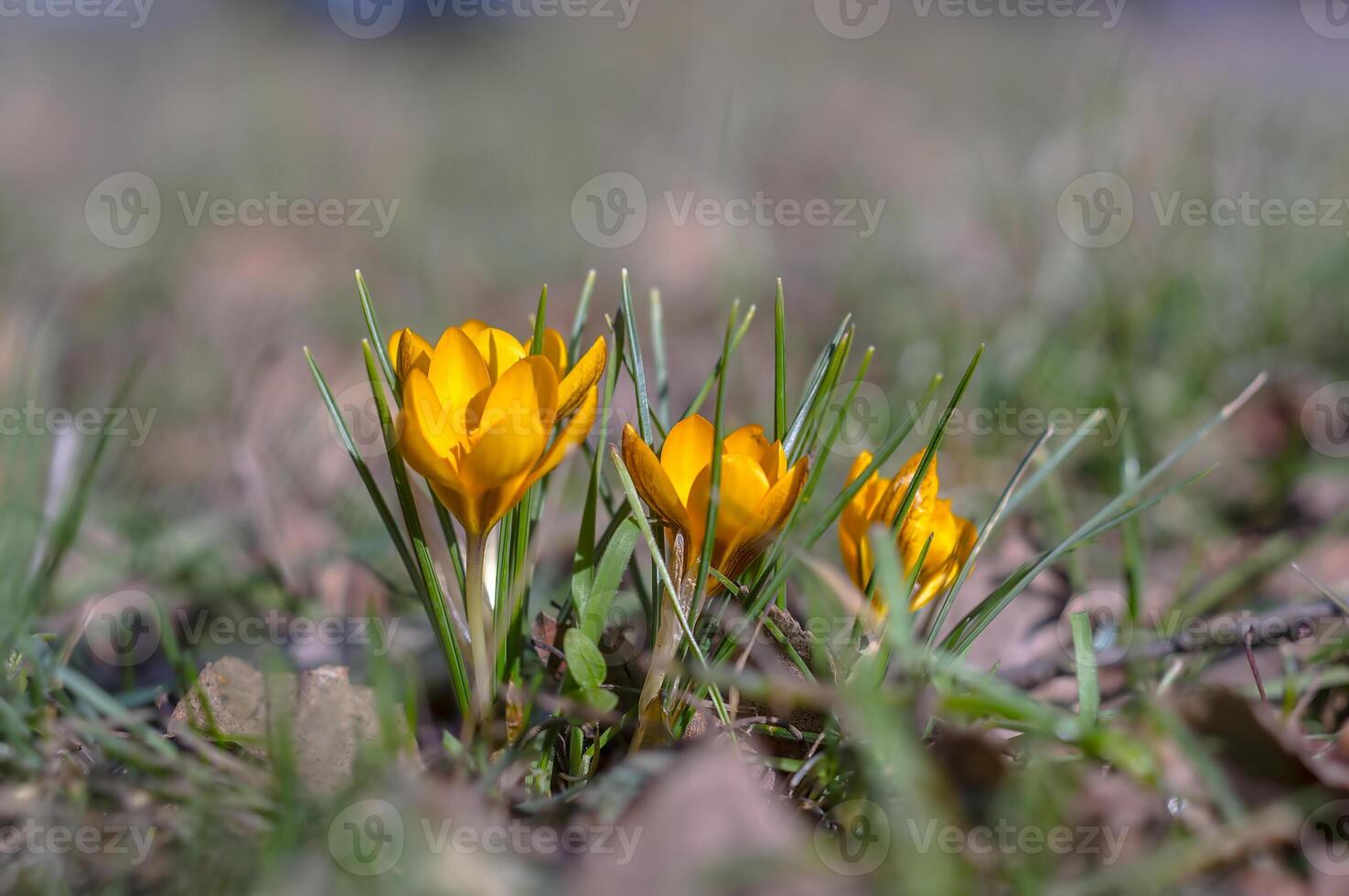 yellow blue crocus in spring season garden photo