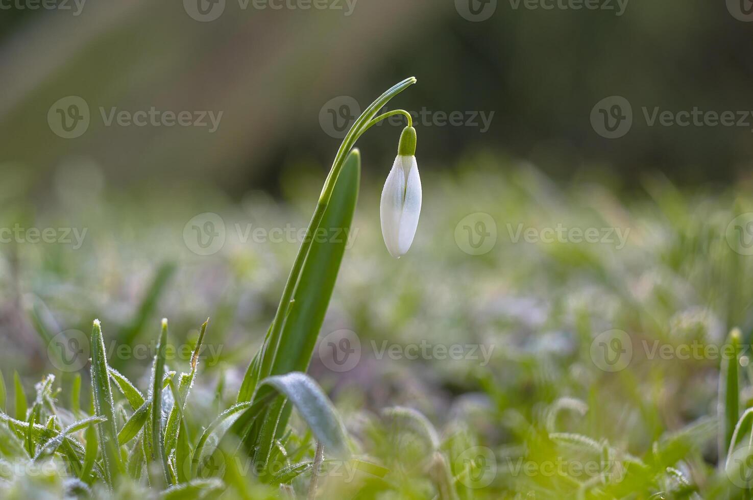 snow drop flower in my season garden photo