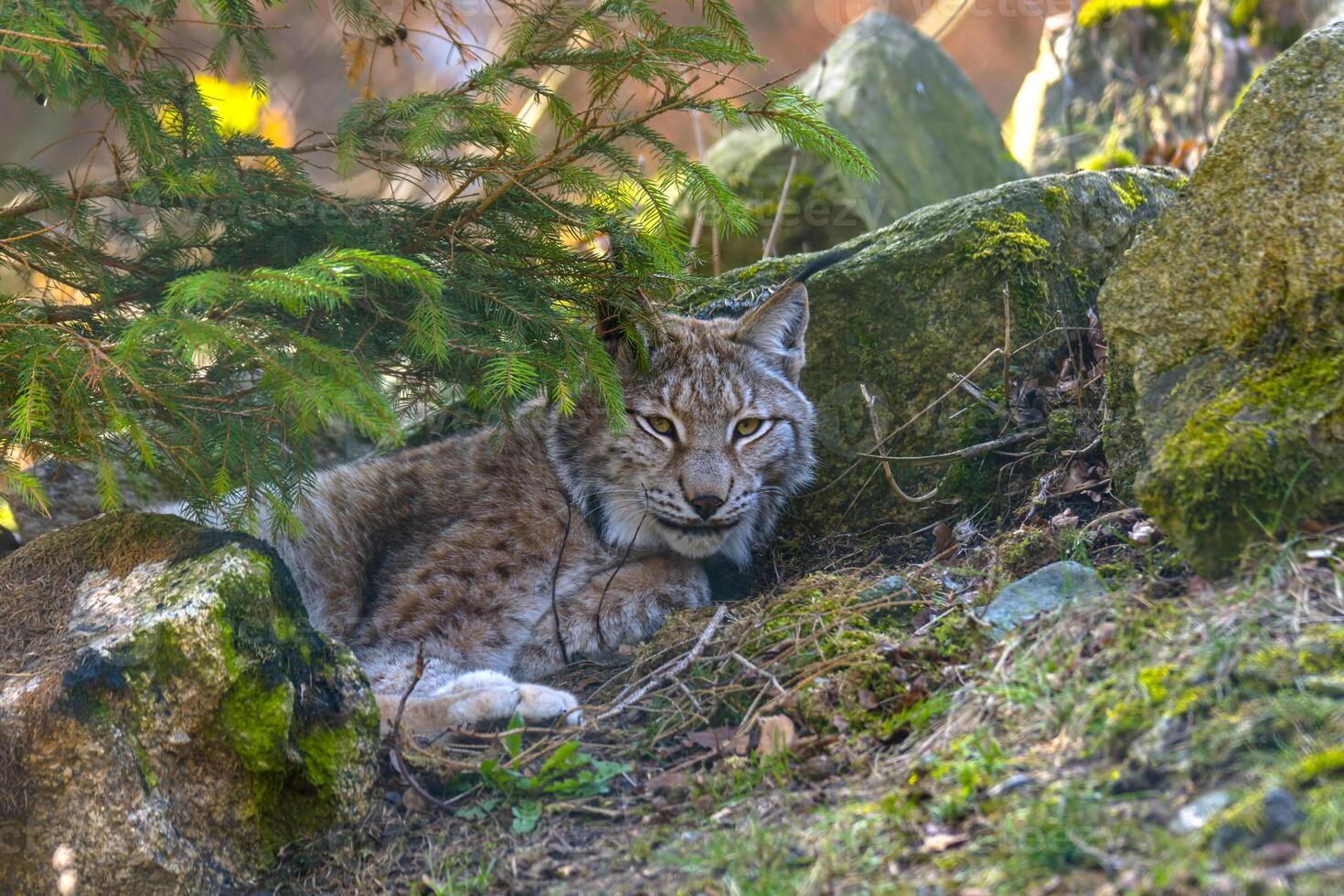 linda joven lince en el vistoso desierto bosque foto