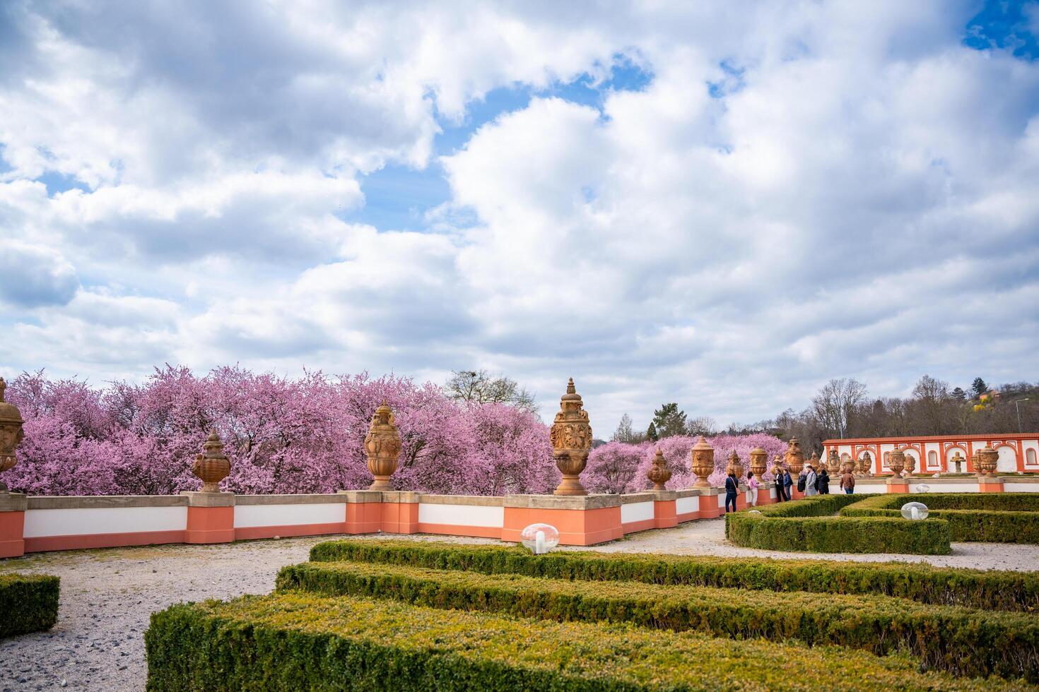 praga, checo república - marzo 17, 2024. floreciente sakura en troja palacio parque en primavera hora en praga, checo república. alto calidad foto