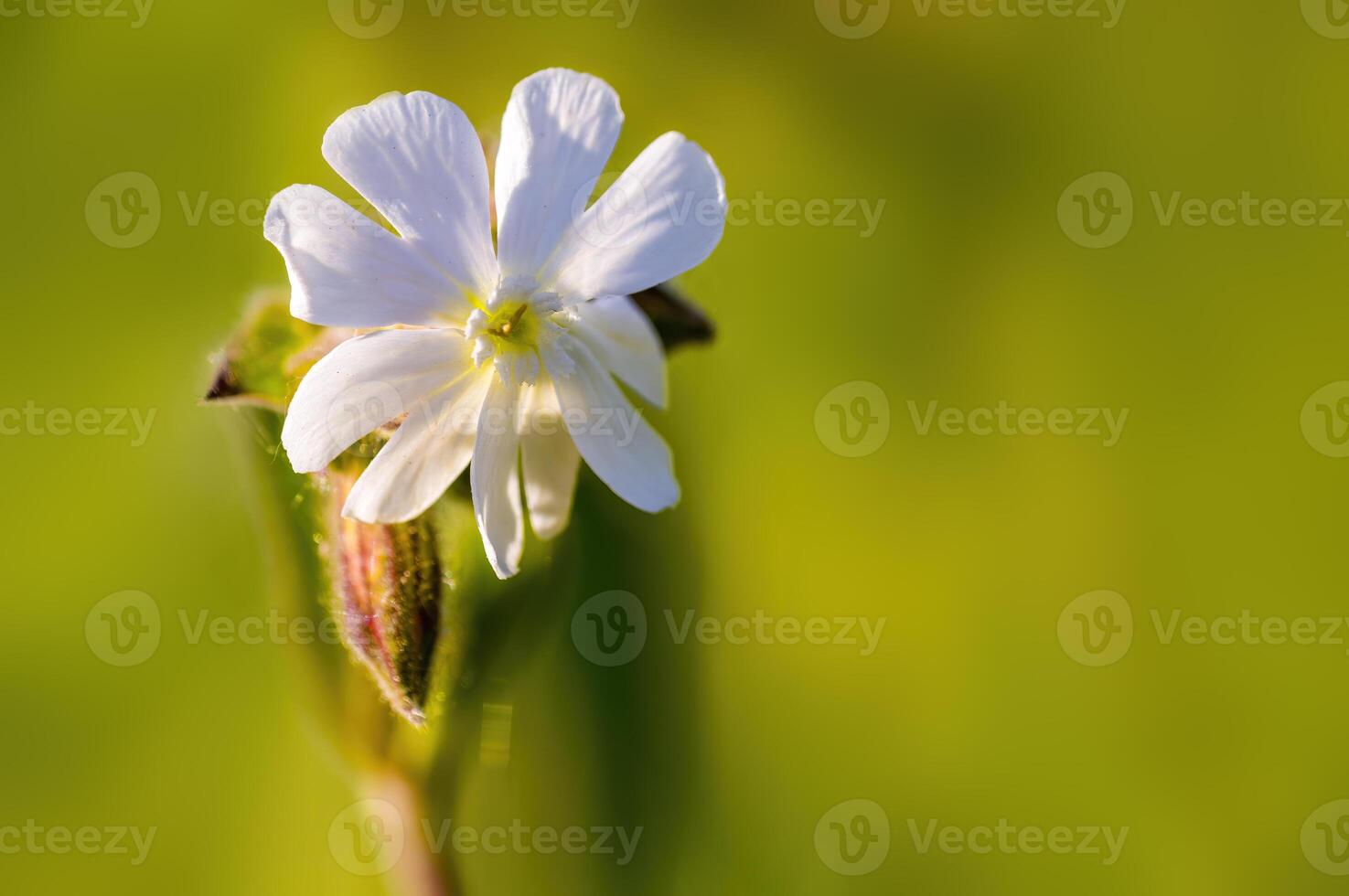 a beautiful colorful flower with a soft background photo