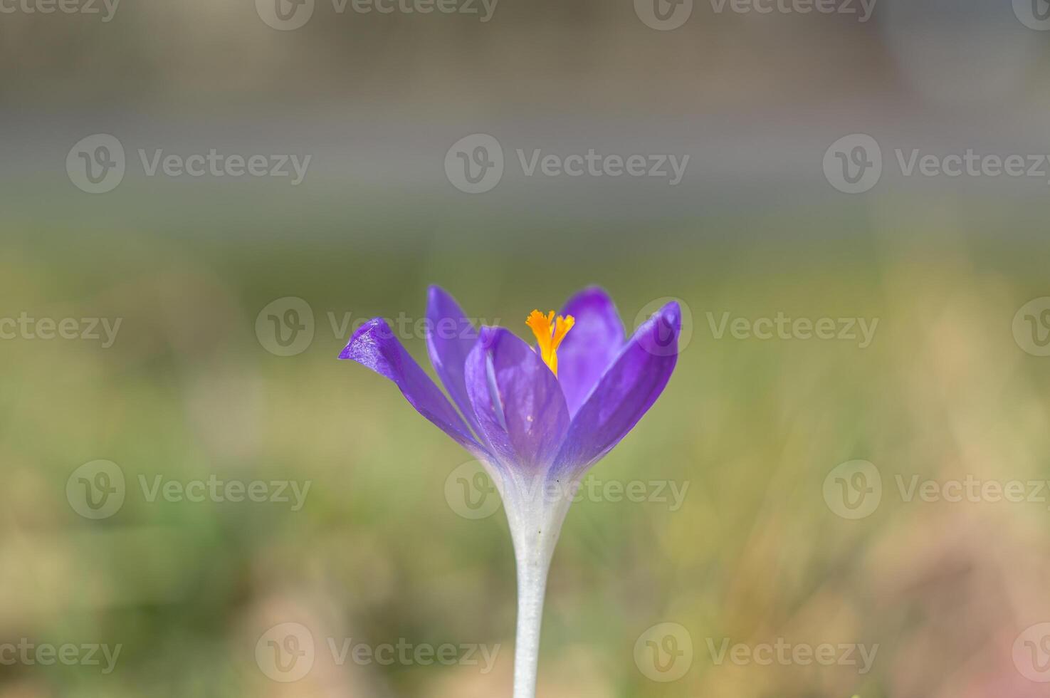 yellow blue white crocus in spring easter season garden photo