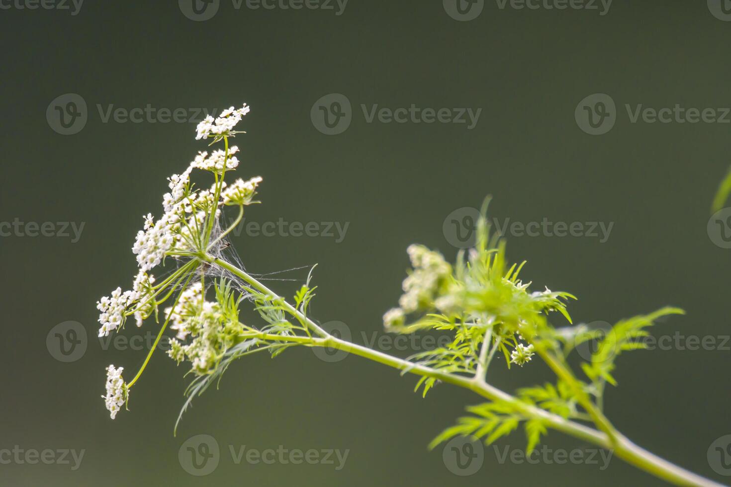 Herbs on the green summer meadow photo