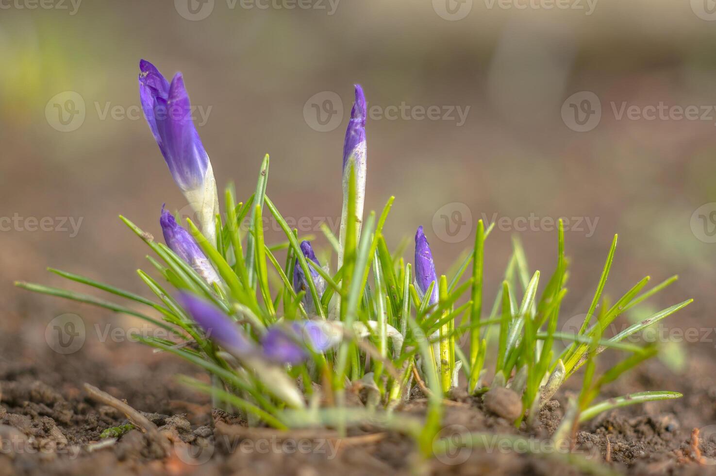 amarillo azul blanco azafrán en primavera Pascua de Resurrección temporada jardín foto