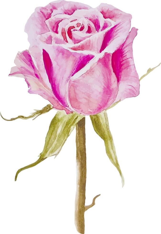 Watercolor pink rose botanical floral hand drawn illustration isolated on white vector