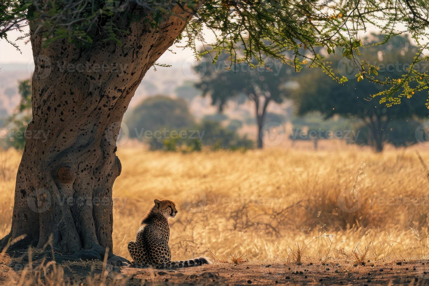 A Cheetah Under the Shade photo