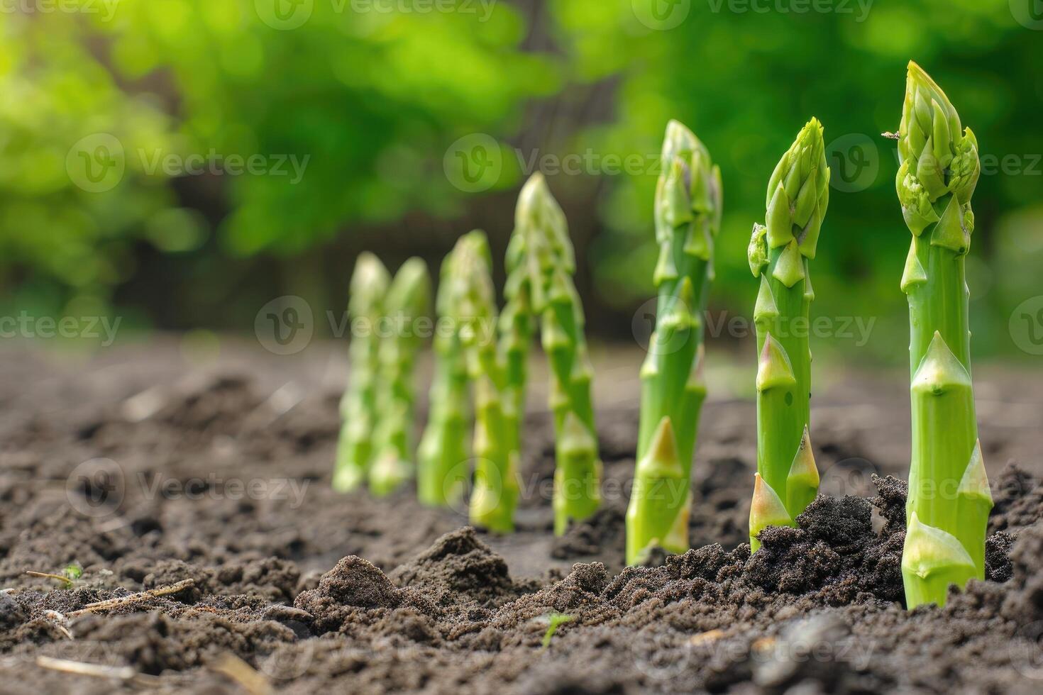 orgánico agricultura espárragos en suelo. foto