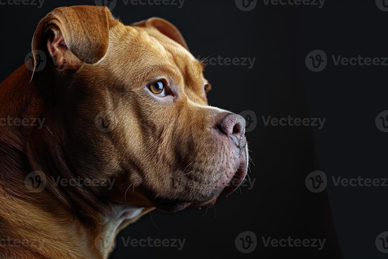 Portrait of a pit bull dog. photo