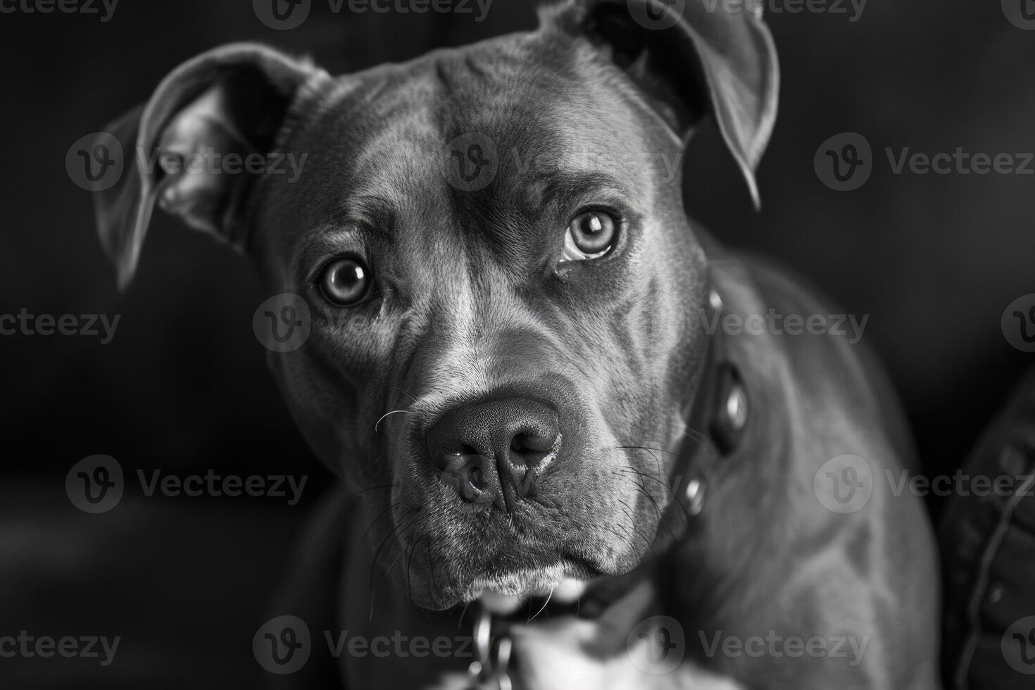 Portrait of a pit bull dog. photo