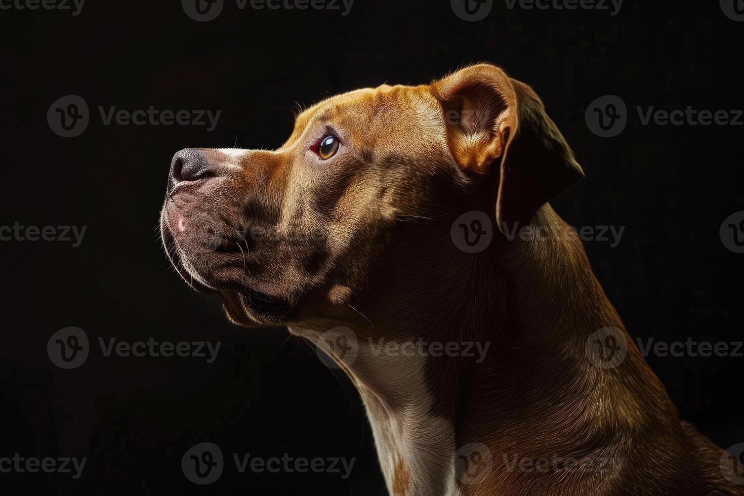 Portrait of a pit bull dog. photo