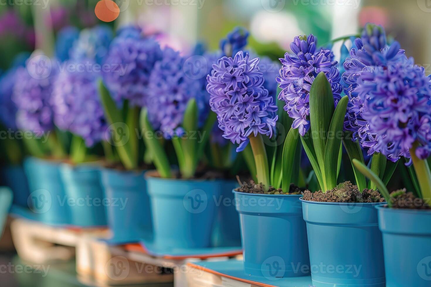 muchos azul Violeta floración jacintos en ollas son desplegado en estante en florístico Tienda o a calle mercado. foto