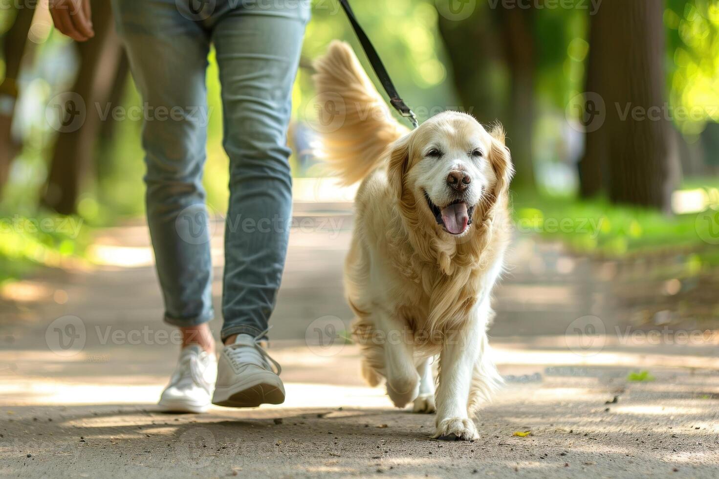 Owner walking with golden retriever dog together in park outdoors, Adorable domestic pet. photo