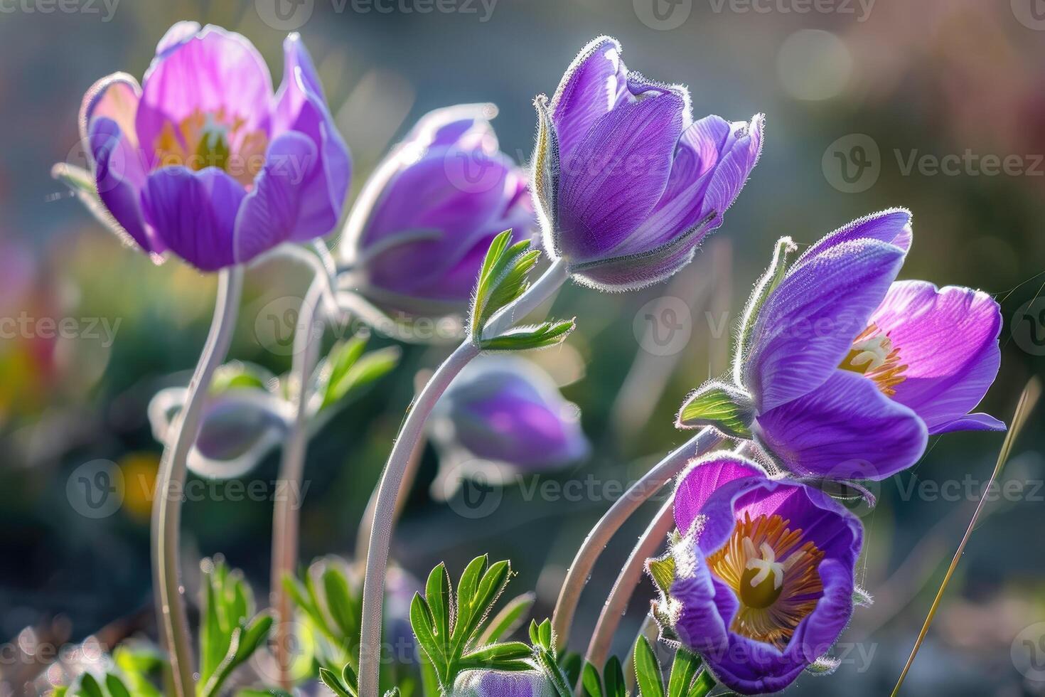 Flowers of the windflower or pulsatilla patens. First spring blooming flower photo