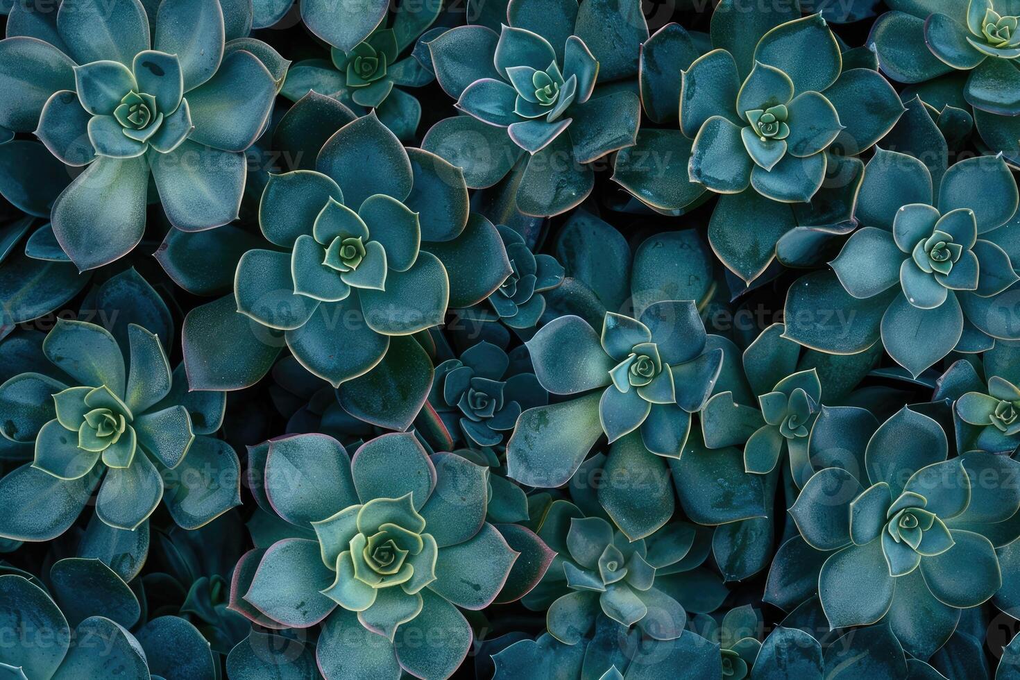 Collection of small decorative succulents, top view. photo