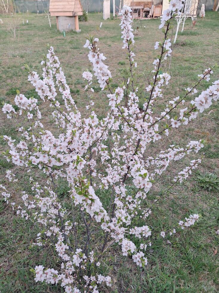 Fruit trees blossomed in the garden in spring photo