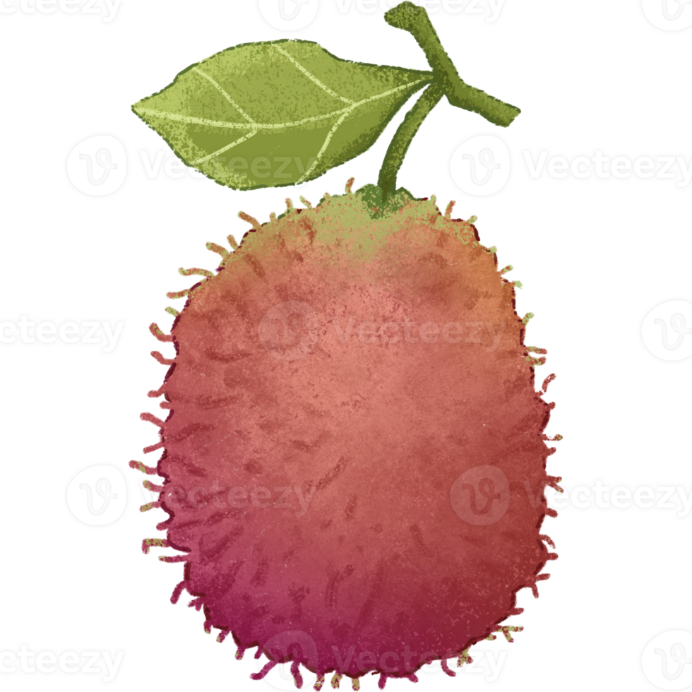 Red Rambutan summer fruit png