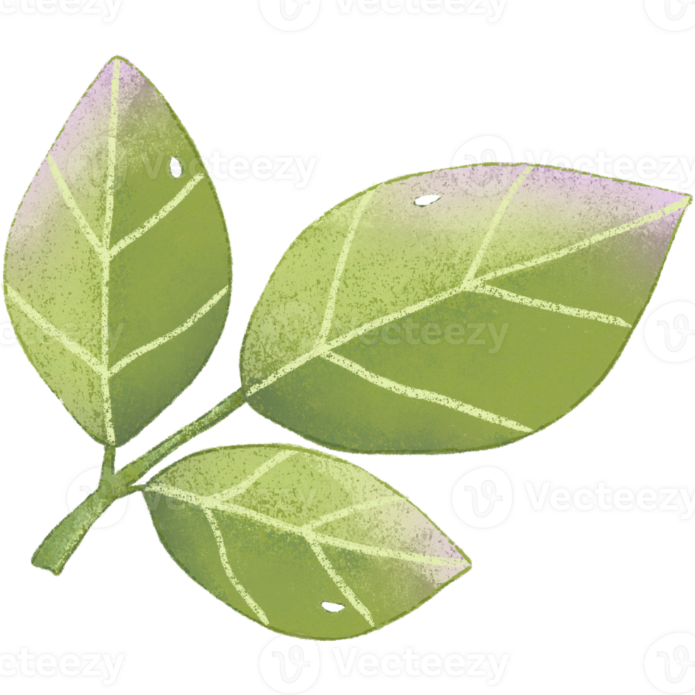 verde foglia isolato clipart png