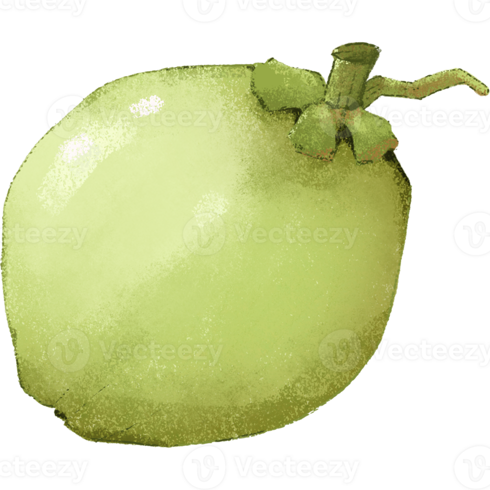 verde coco verão fruta png