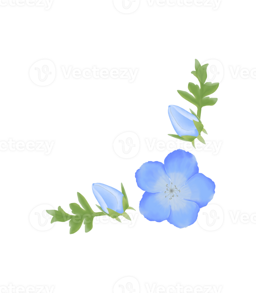 fofa aguarela nemophila flores - bebê azul olhos - baixar florais png