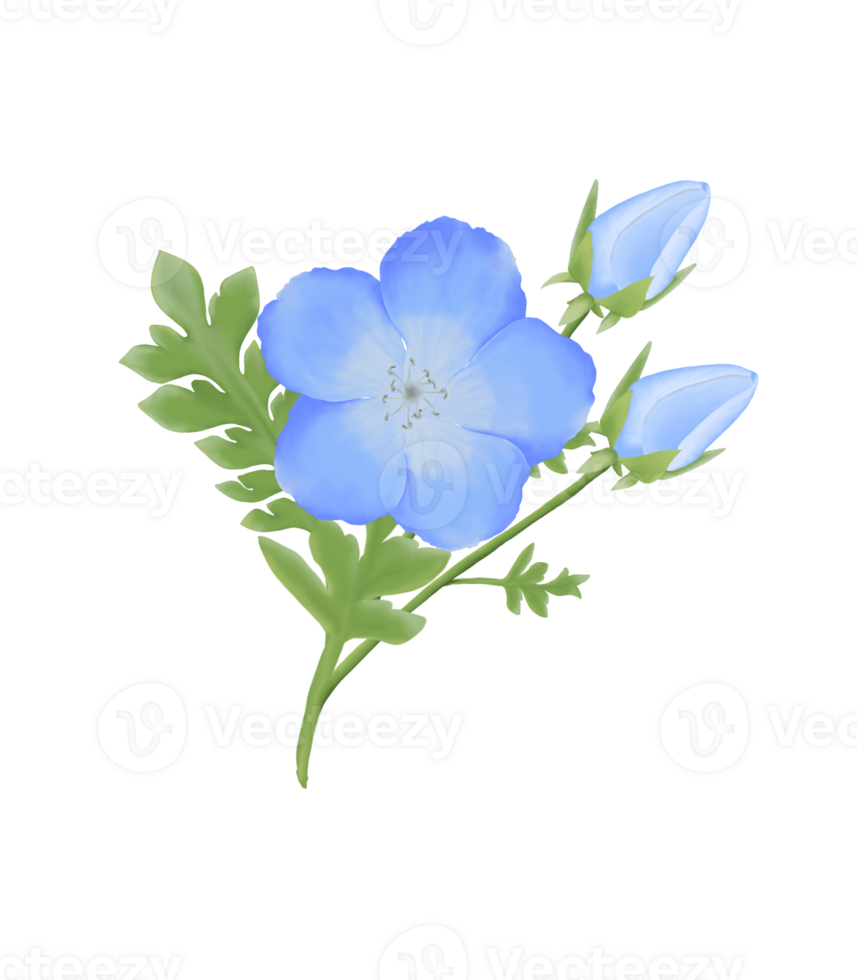 Cute Watercolor Nemophila Flowers - Baby Blue Eyes - Download Florals png