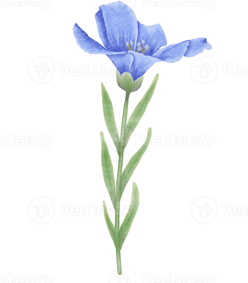 skön vattenfärg lin blommor - vår botanisk design png