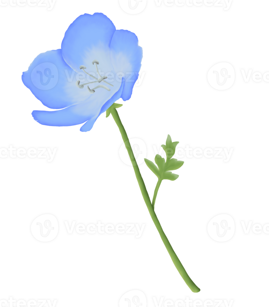 Cute Watercolor Nemophila Flowers - Baby Blue Eyes - Download Florals png